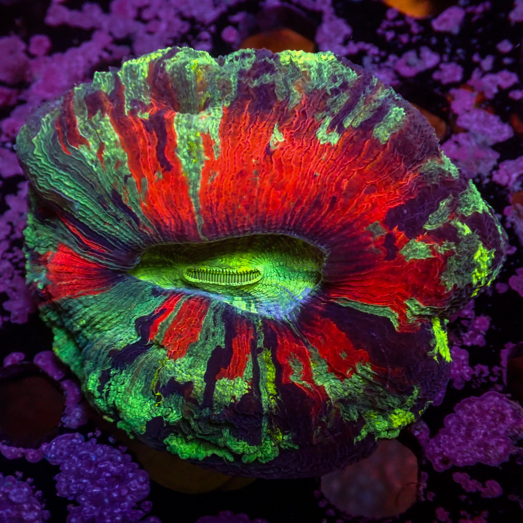 WYSIWYG Acid Trip Multicolor Red Wellso - Corals Anonymous