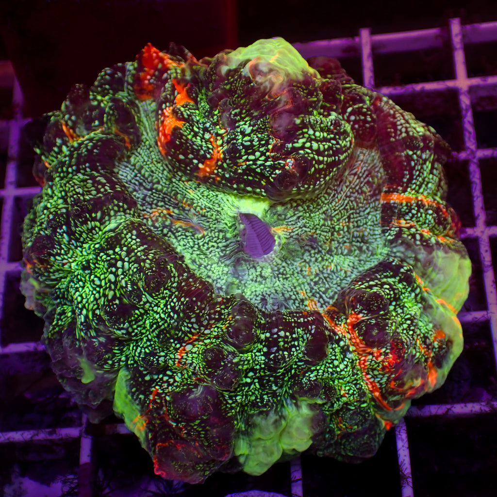 WYSIWYG Carnage Hulk Acanthophyllia - Corals Anonymous