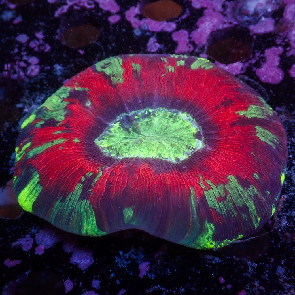 WYSIWYG Whiplash Multicolor Red Wellso - Corals Anonymous
