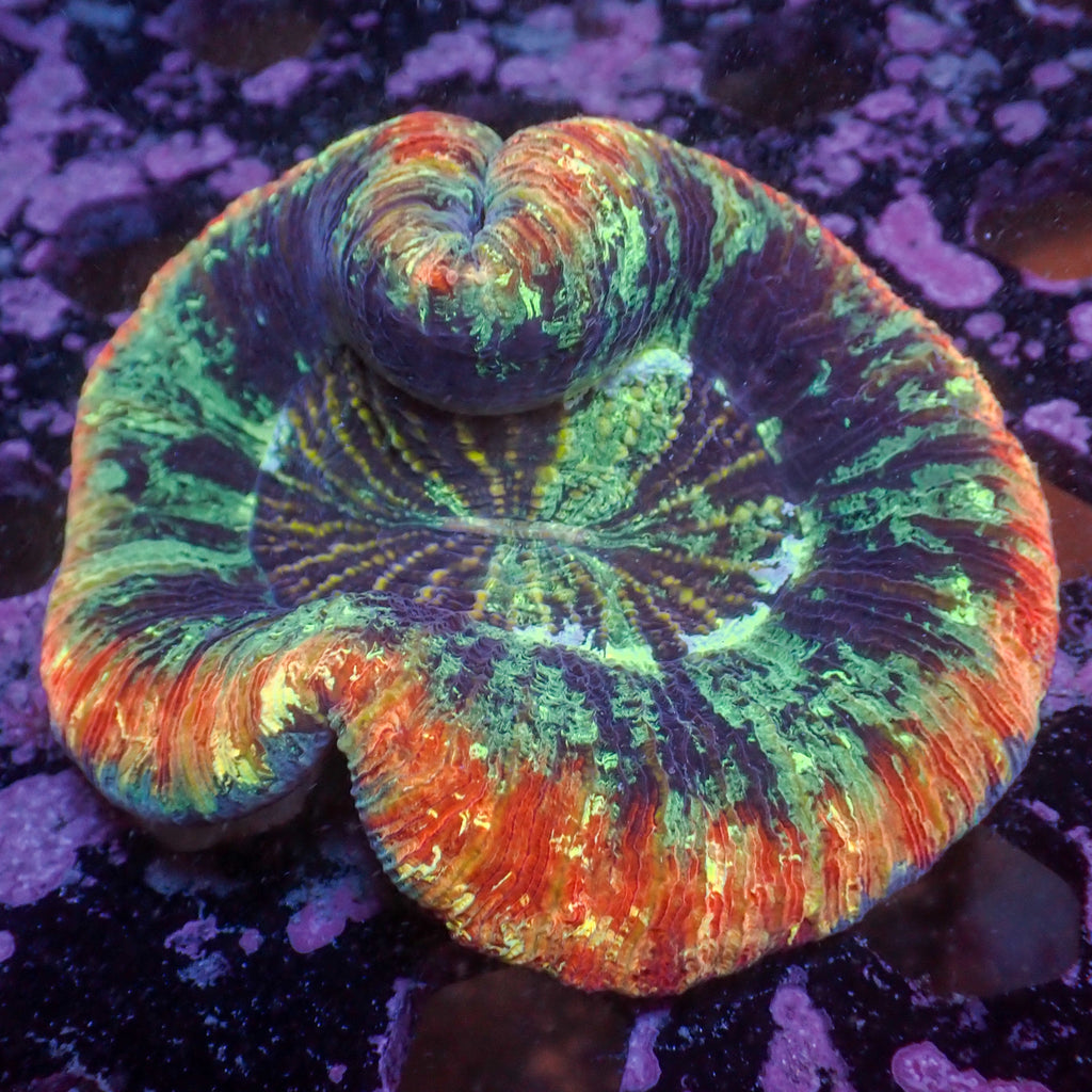 WYSIWYG Rainbow Peach Ring Wellso - Corals Anonymous