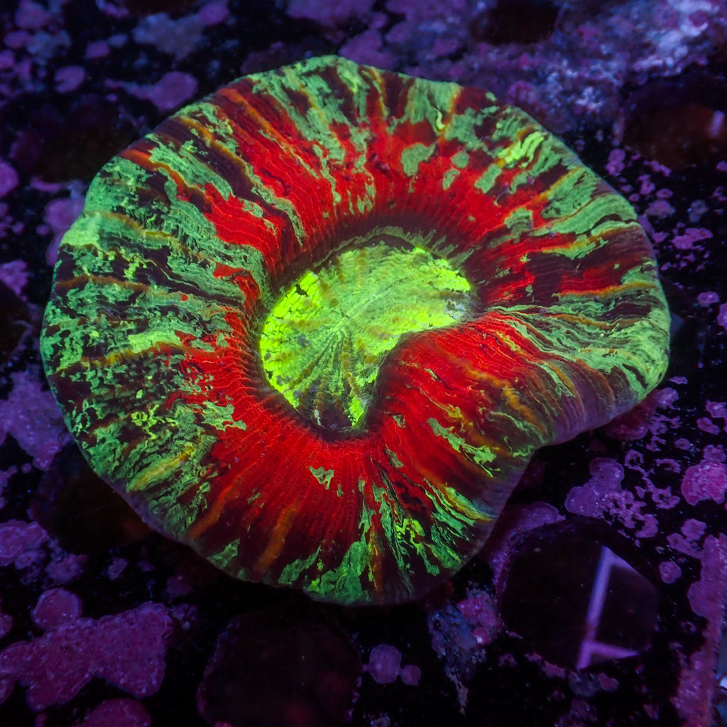 WYSIWYG Rainbow Yellow Stripe Red Wellso - Corals Anonymous