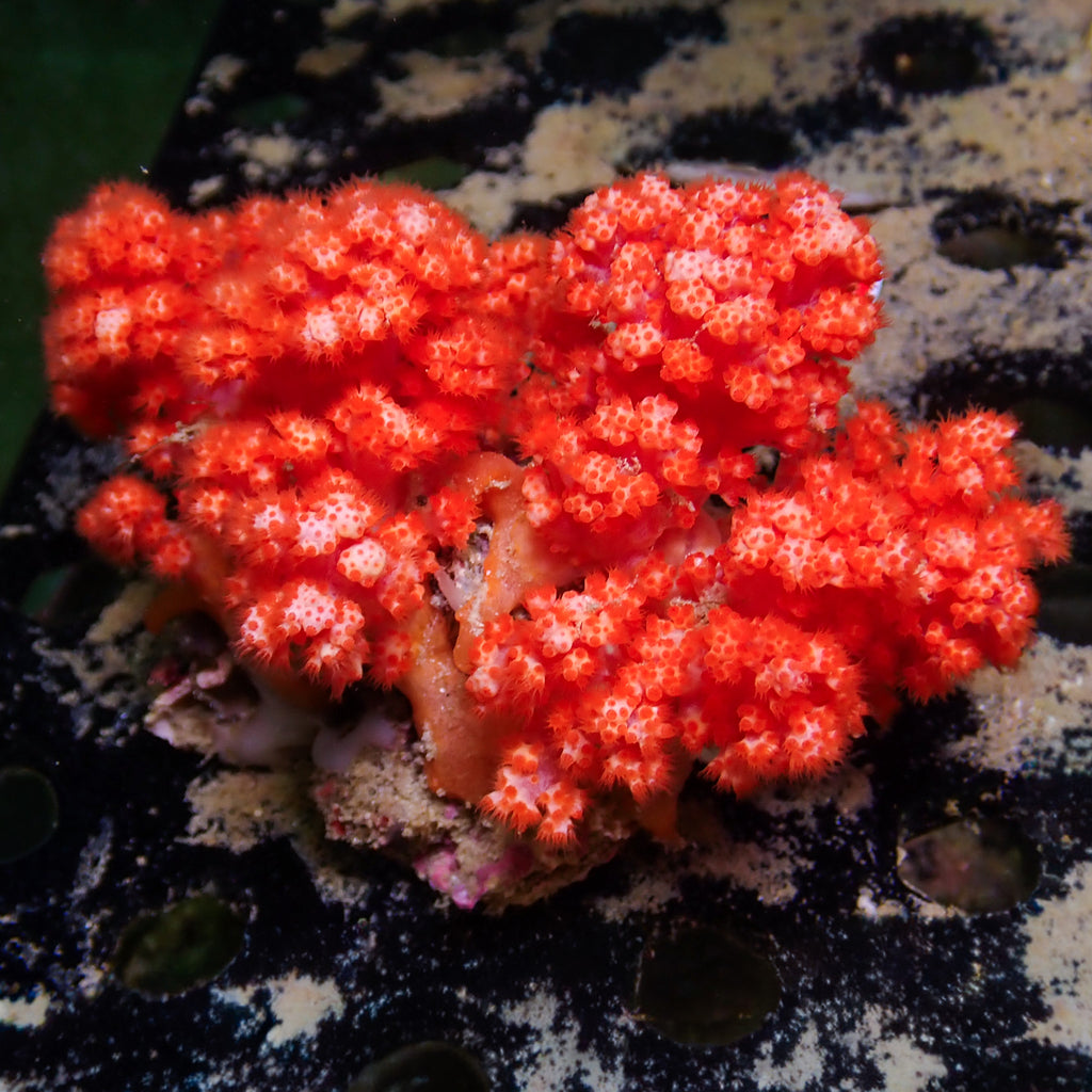 WYSIWYG Strawberry Pink Silk Soft Coral Colony (3-4”) - Corals Anonymous