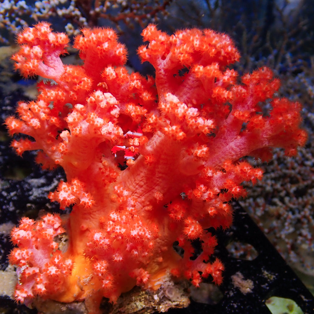 WYSIWYG Strawberry Pink Silk Soft Coral Colony (3-4”) - Corals Anonymous