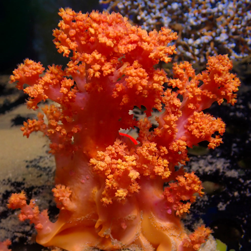WYSIWYG Orangeade Silk Soft Coral Colony (3-4”) - Corals Anonymous