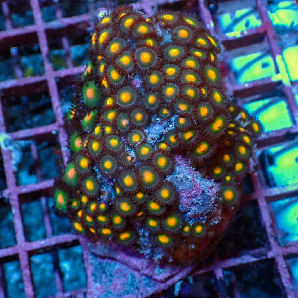 WYSIWYG Rainbow Zoa Combo Colony - Corals Anonymous