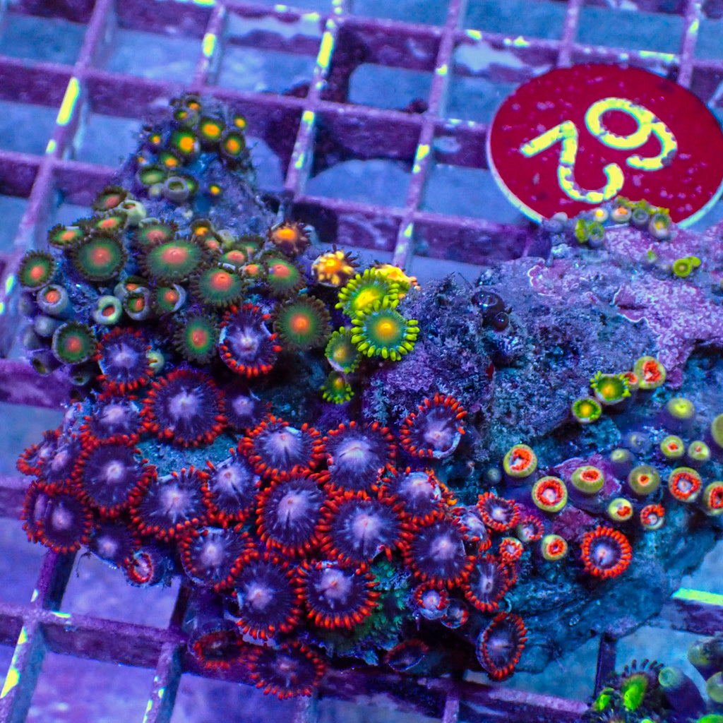 WYSIWYG Rainbow Zoa Combo Colony - Corals Anonymous