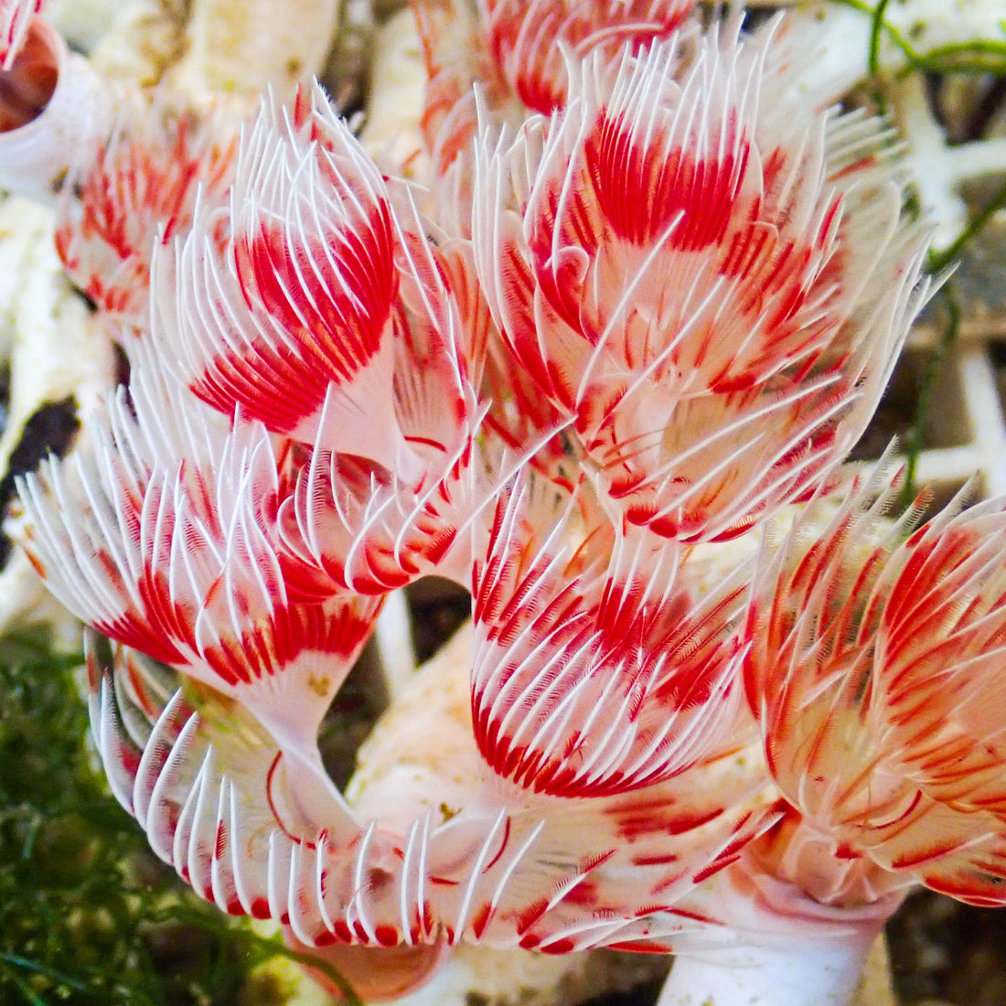 Red and White Coco Worm (Special Deal!) - Corals Anonymous