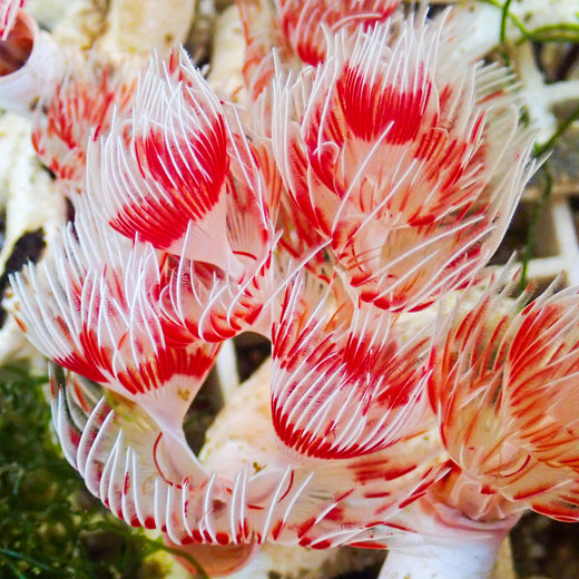 Red and White Coco Worm