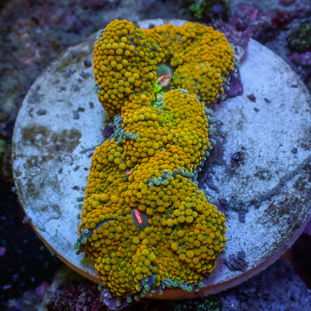 WYSIWYG Yellow Florida Ricordea Mushroom (2 Polyps) - Corals Anonymous