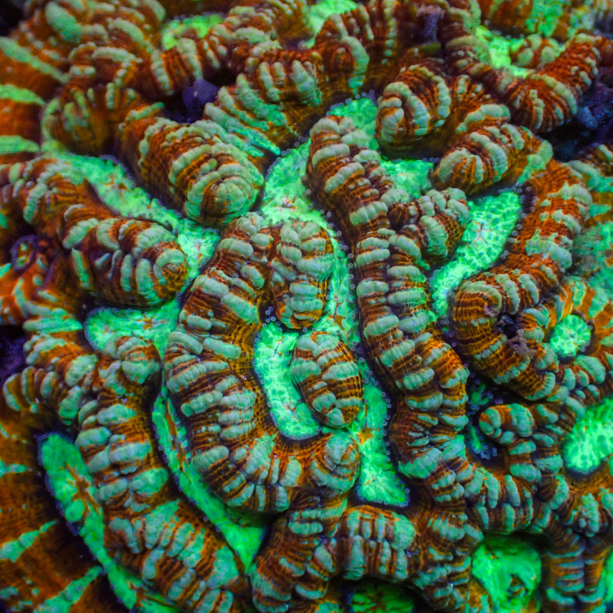 Inferno Rainbow Wilsoni - Corals Anonymous