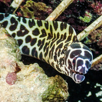 WYSIWYG Tessalata Eel (10-13") - Corals Anonymous
