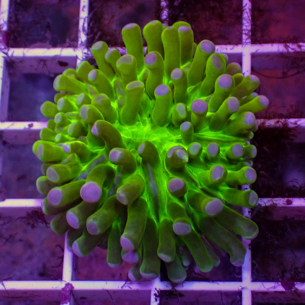 WYSIWYG Neon Green Long Tentacle Heliofungia Plate - Corals Anonymous