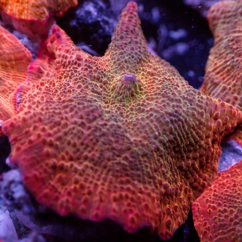 Iridescent Amber Glow Discosoma Mushroom - Corals Anonymous