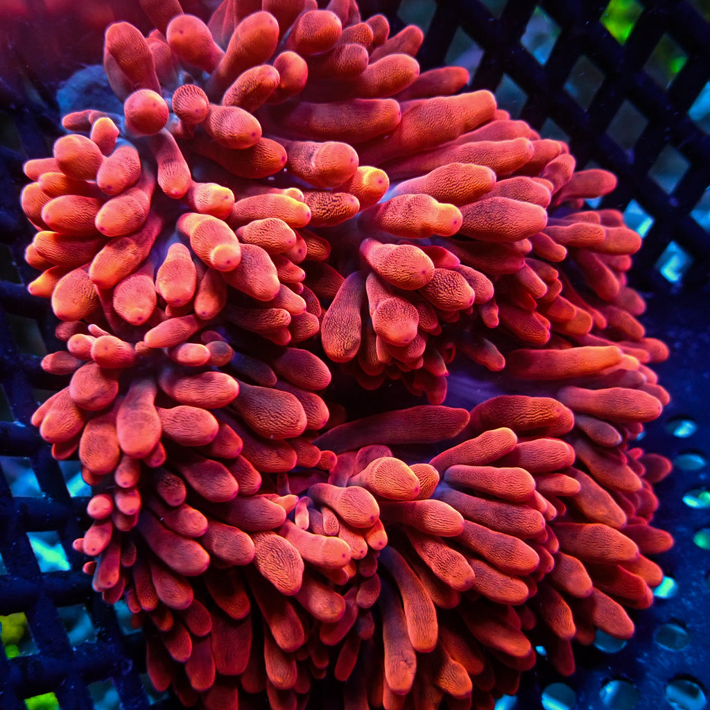 WYSIWYG CA Red Devil Bubble Tip Anemone (5-7") - Corals Anonymous