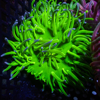 WYSIWYG Nuclear Acid Long Tentacle Anemone (3-4
