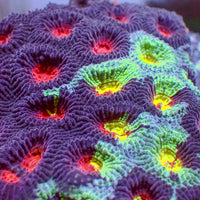 Wonka Rainbow Favia (2-3 Polyps)
