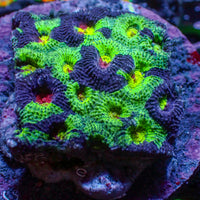 Space Martian Favia (2-3 Polyps)
