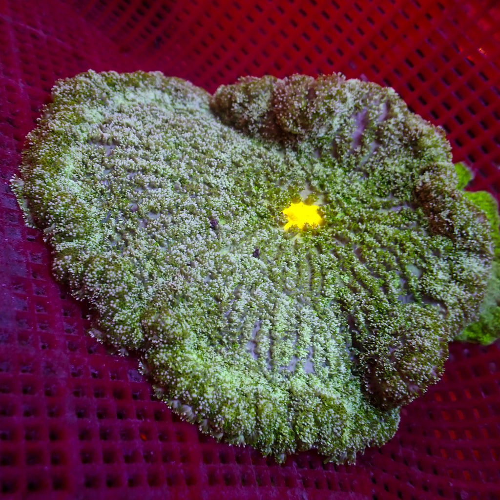 WYSIWYG Yellow Mouth Green Carpet Anemone (5-8") - Corals Anonymous