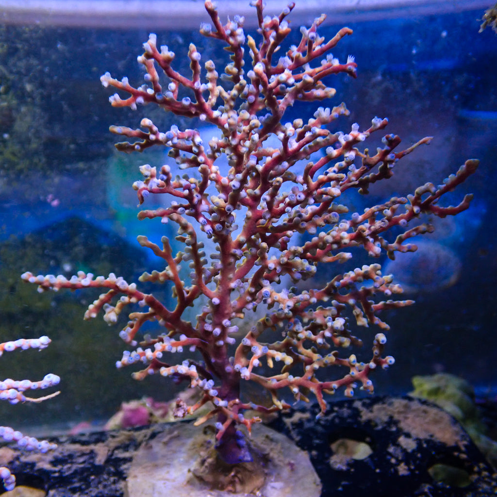 WYSIWYG Blueberry Gorgonian Colony 5-6") - Corals Anonymous