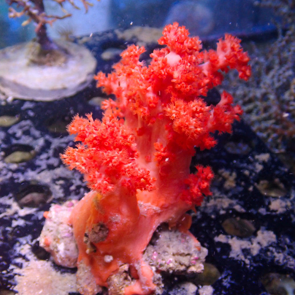 WYSIWYG Strawberry Pink Silk Soft Coral Colony (3-4”) - Corals Anonymous