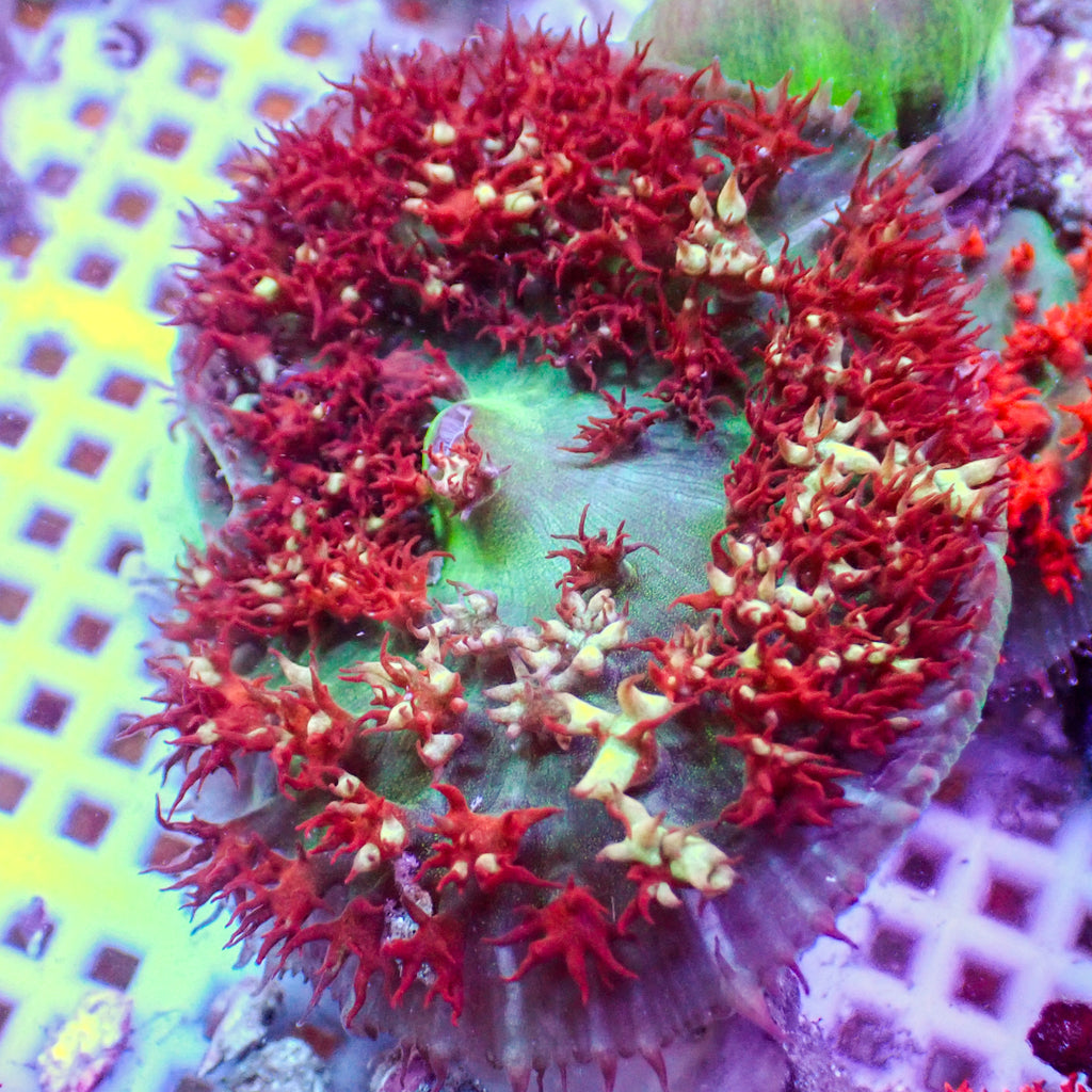 WYSIWYG Strawberry n' Cream St Thomas Mushroom - Corals Anonymous