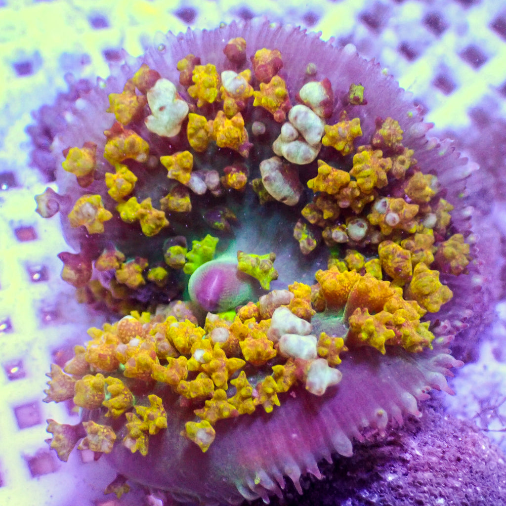 WYSIWYG Yellow St Thomas Mushroom - Corals Anonymous