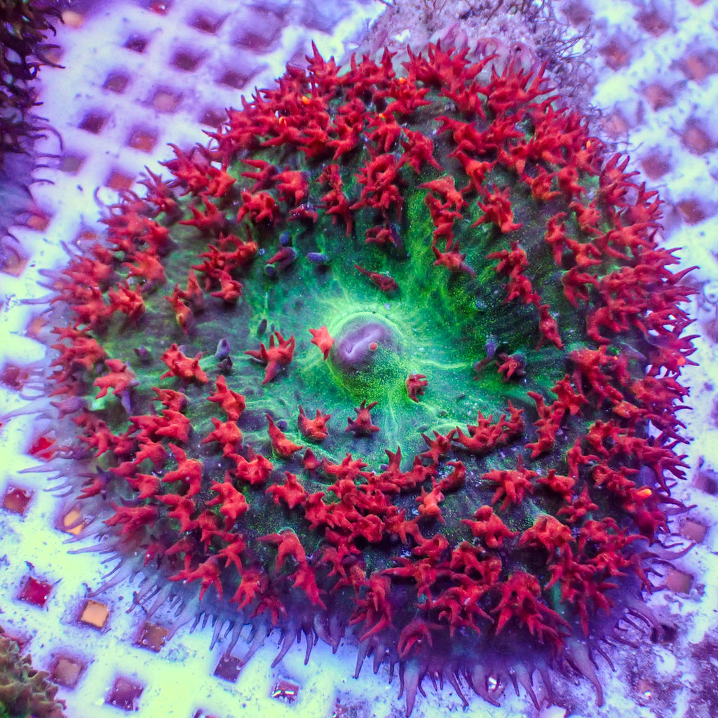WYSIWYG Ultra Red St Thomas Mushroom - Corals Anonymous