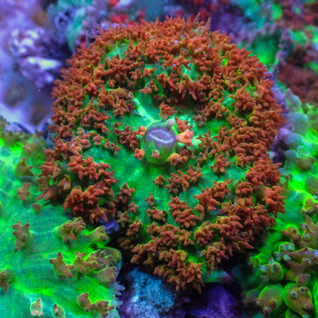 WYSIWYG Peach St Thomas Mushroom - Corals Anonymous