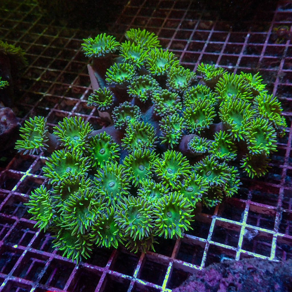 WYSIWYG Ultra Acid Rave Duncan Colony (45+ Polyps) - Corals Anonymous
