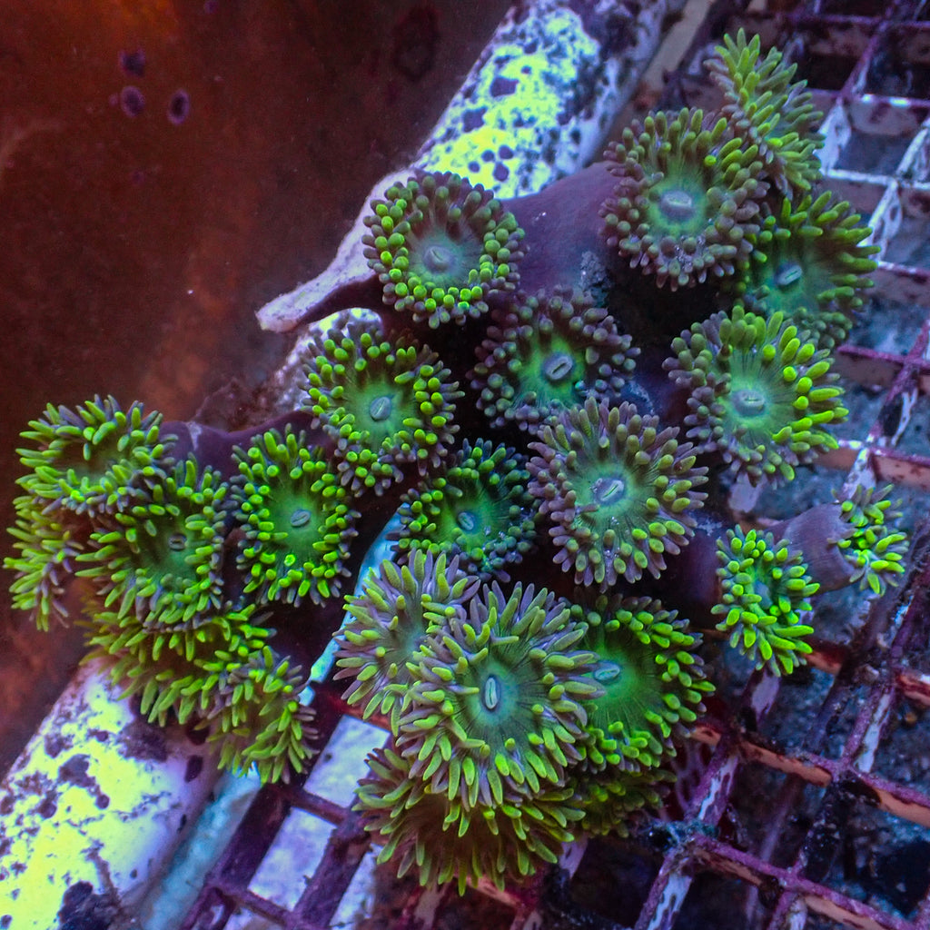 WYSIWYG Mint Moon Duncan Colony (25+ Polyps) - Corals Anonymous