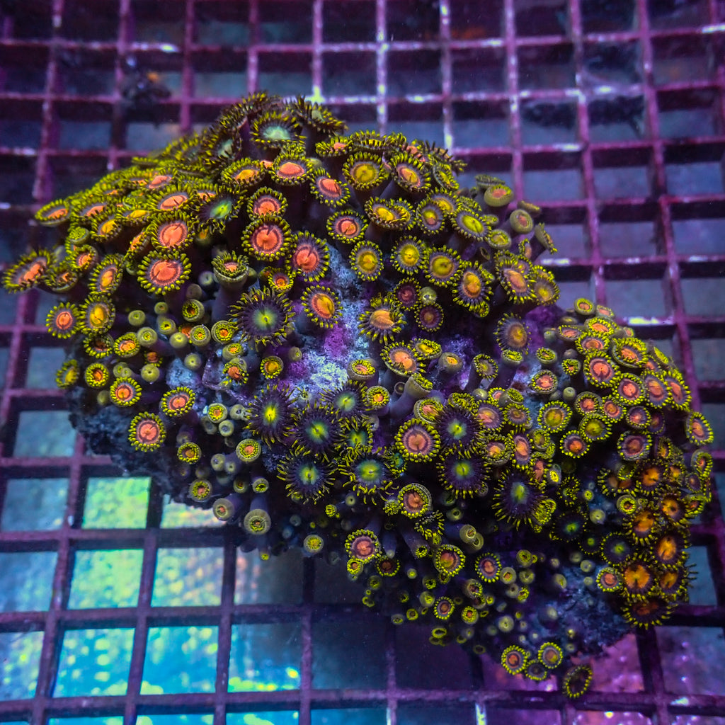 WYSIWYG XL Rainbow Zoa Combo Colony (5-6") - Corals Anonymous