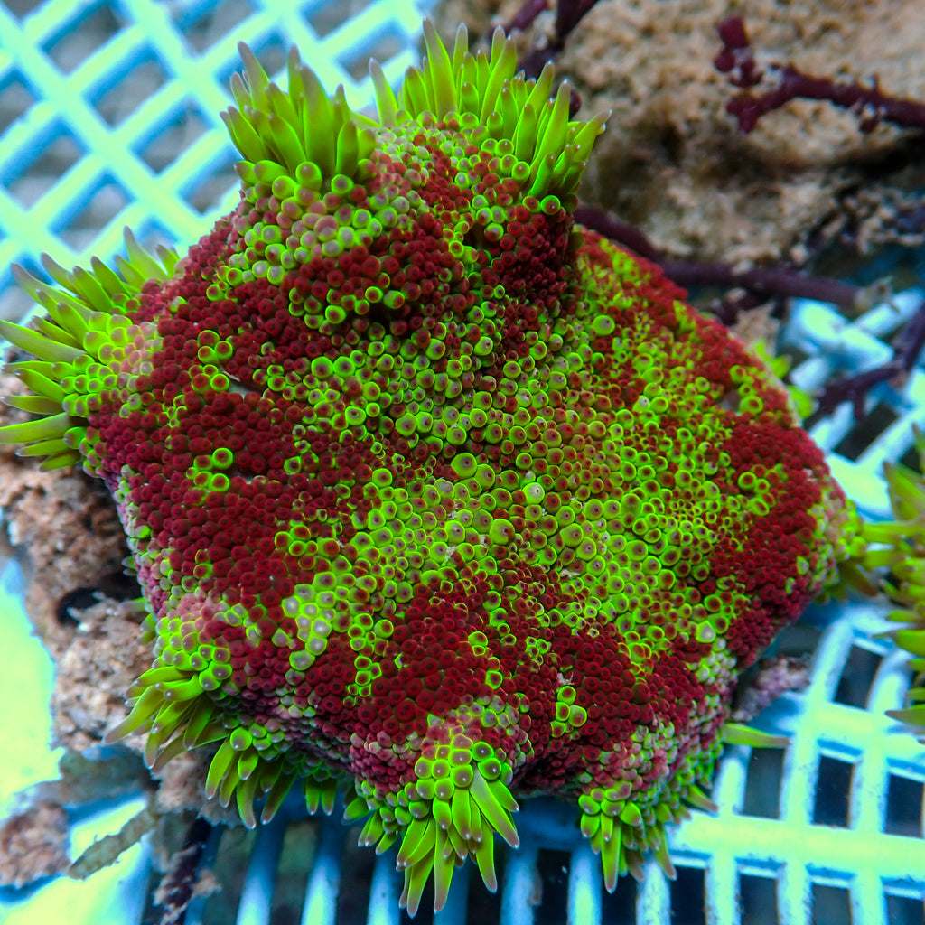 WYSIWYG Fire Ring Maxi Mini Carpet Anemone (2-3”) - Corals Anonymous