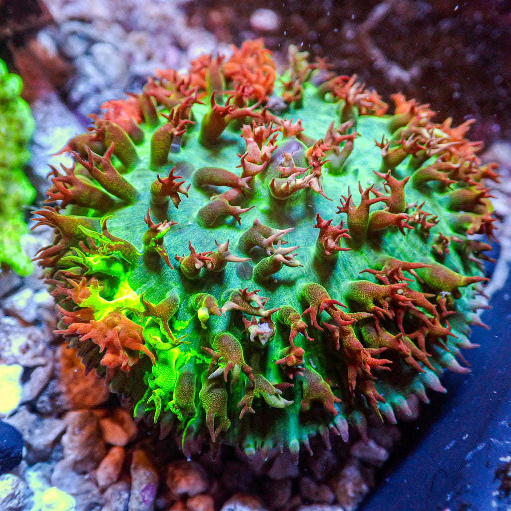 WYSIWYG Nuclear Glow Red St Thomas Mushroom - Corals Anonymous