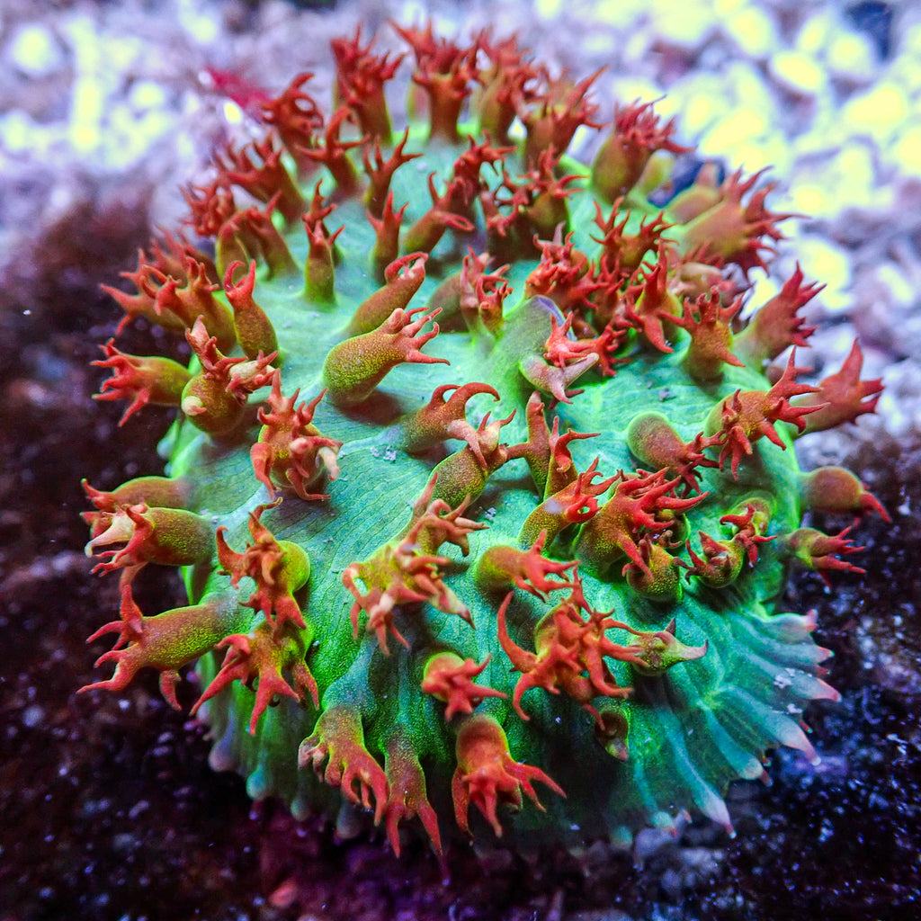 WYSIWYG Bright Red St Thomas Mushroom (2-3") - Corals Anonymous