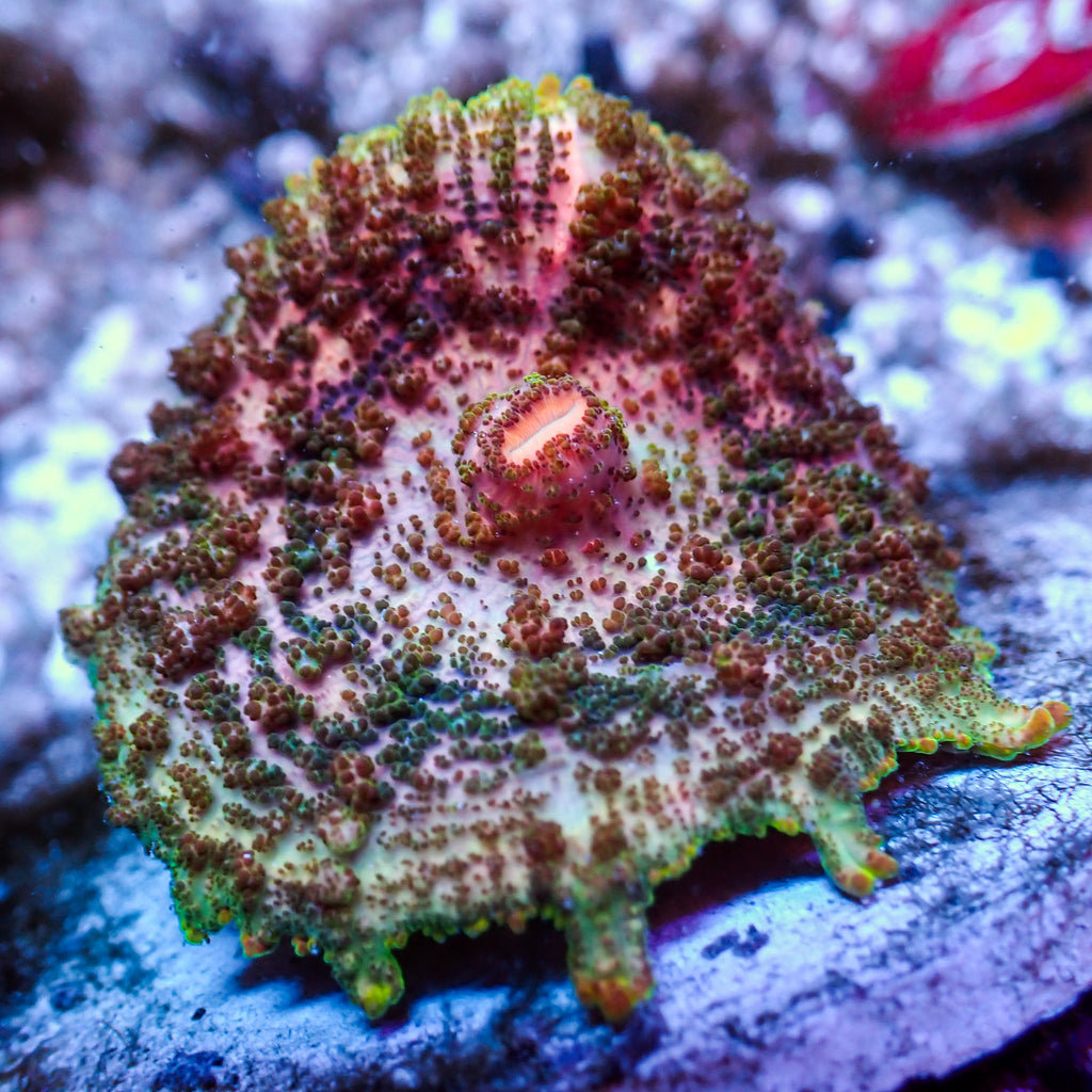 WYSIWYG Pink Forest Rainbow Neglectus Mushroom - Corals Anonymous