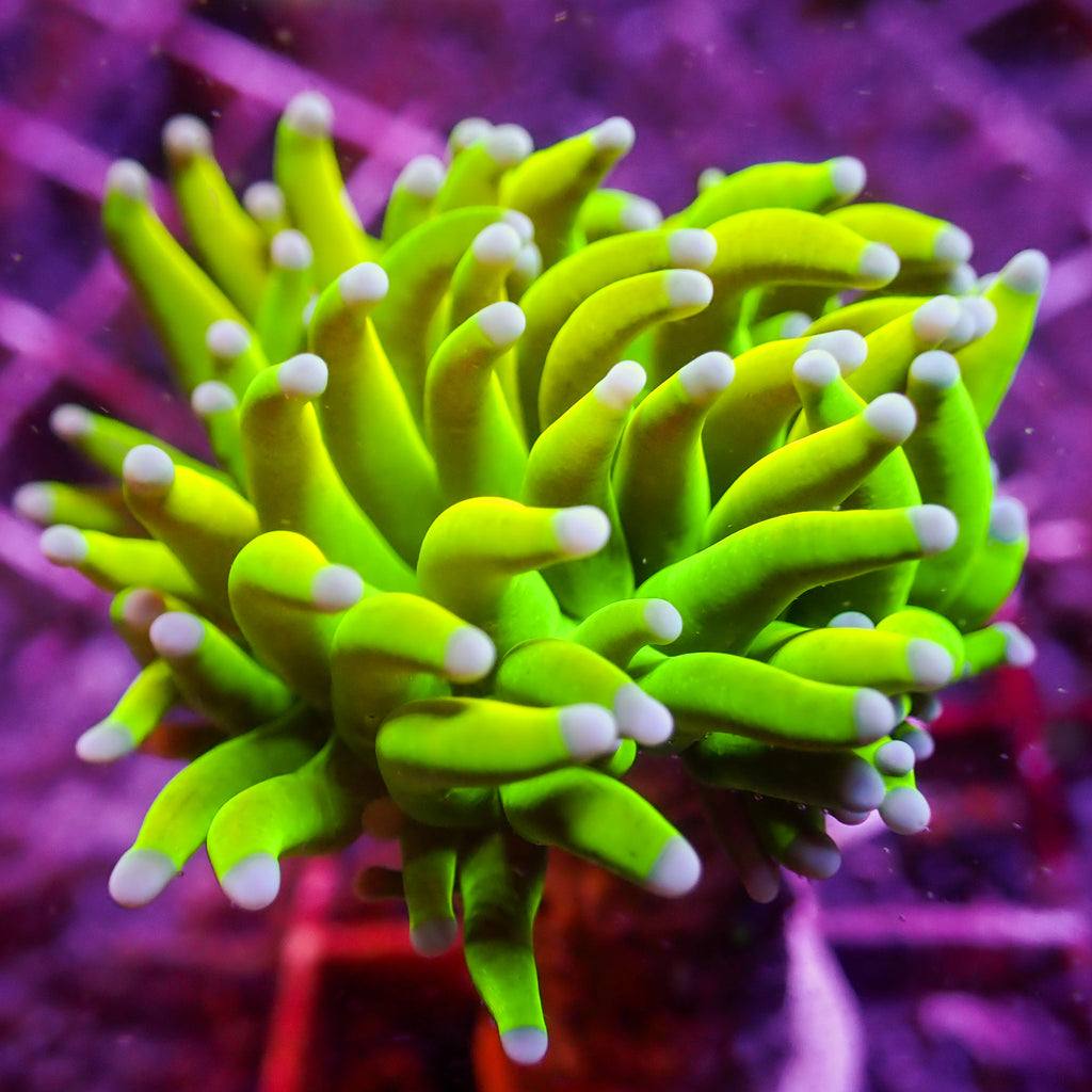 WYSIWYG 24K Holy Grail Torch - Corals Anonymous