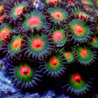 Gorilla Nipples Zoa (10-15 Polyps colony)
