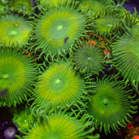 Nuclear Green Paly (5-10 Polyps colony)
