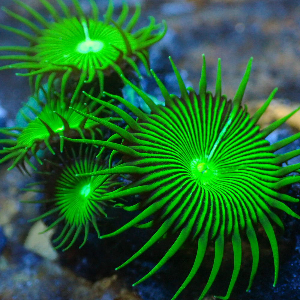 Nuclear Green Paly (5-10 Polyps colony)