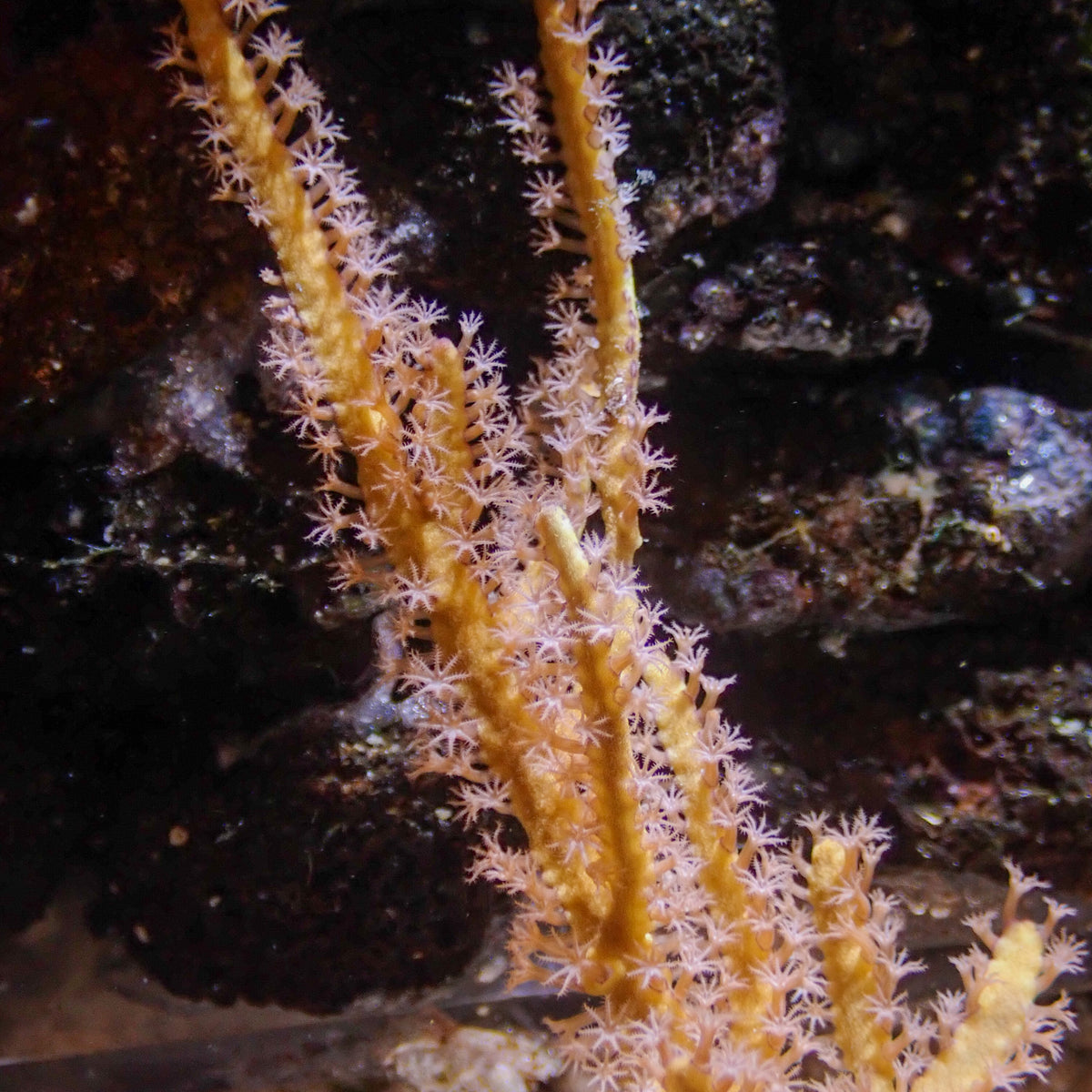 Gold Green Lace Gorgonian Tree Colony (3-6”) | Corals Anonymous