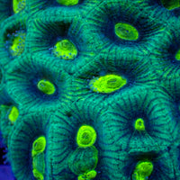 Teal Green Favia (2-3 polyps) - Corals Anonymous
