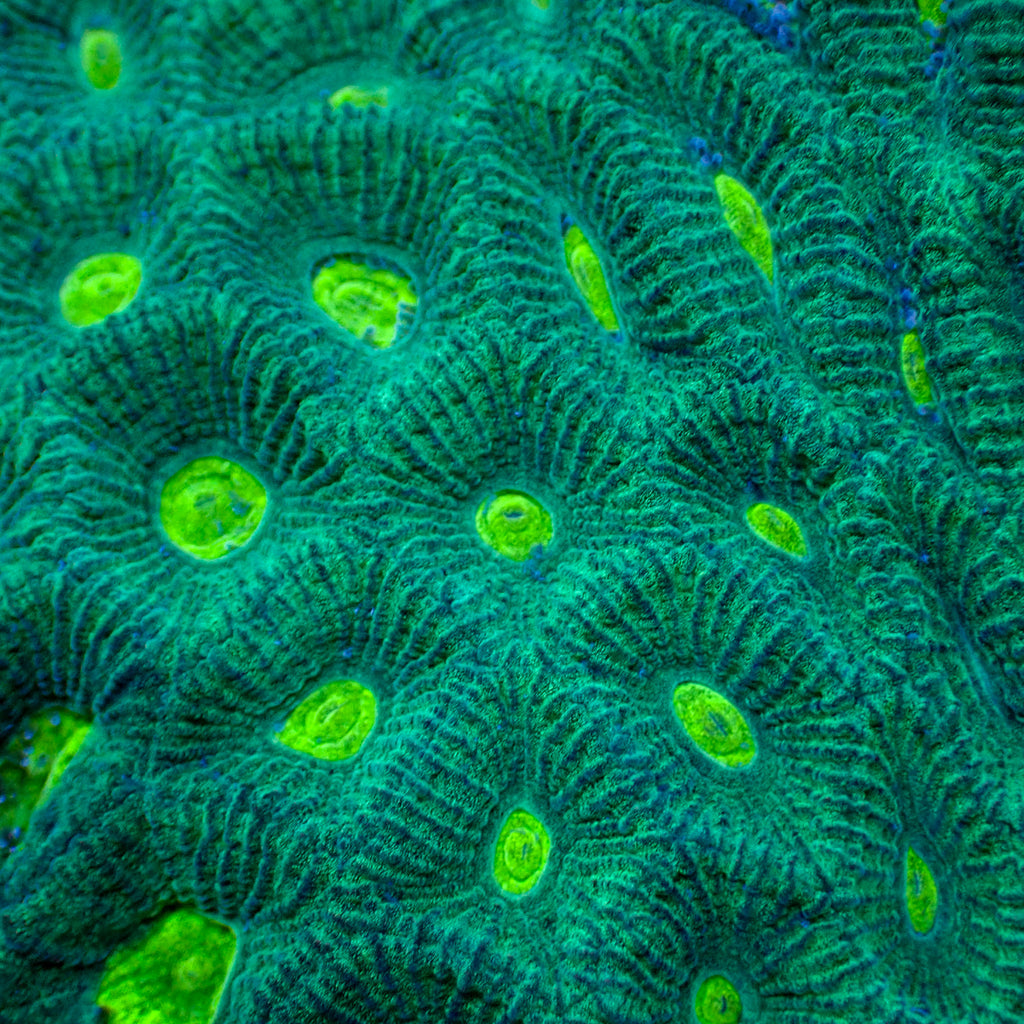Teal Green Favia (2-3 polyps) - Corals Anonymous
