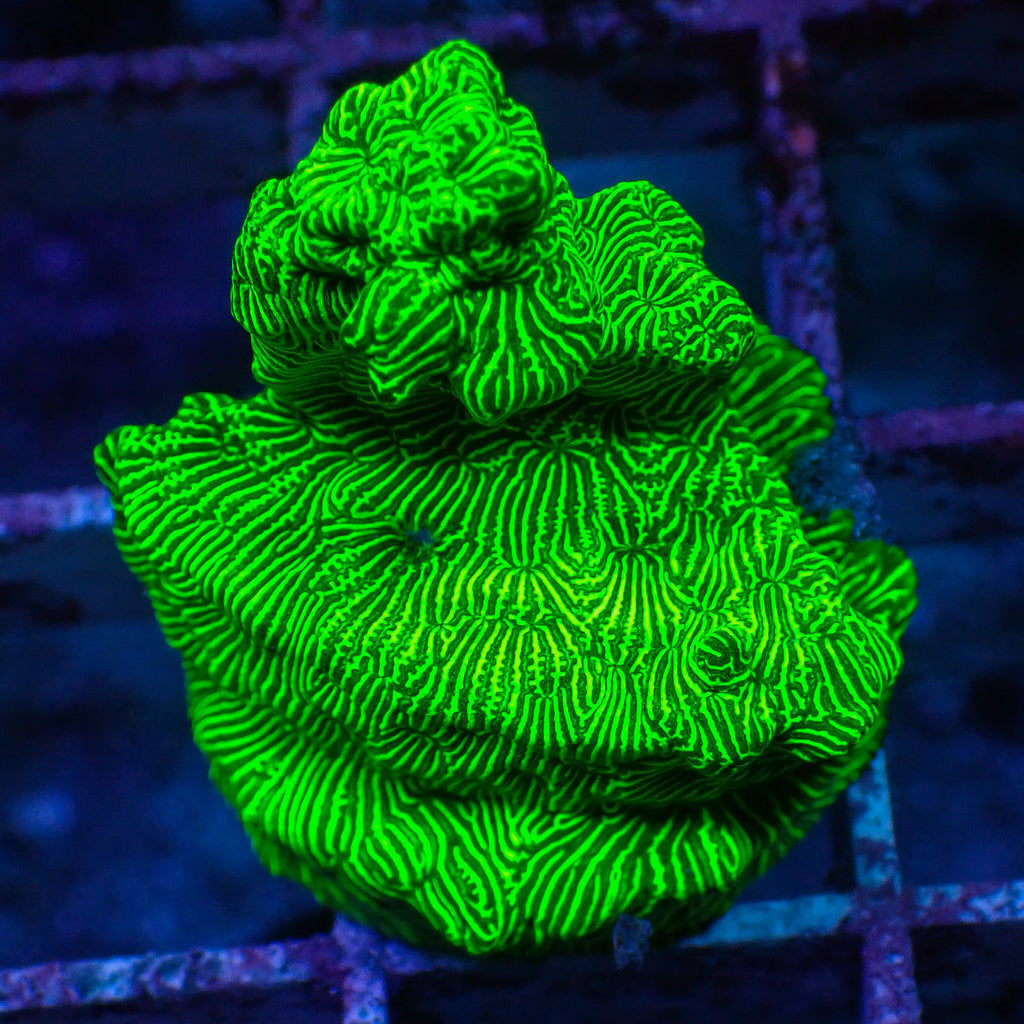 ECC Poison Ivy Leptoseris SPS (1” Frag) - Corals Anonymous