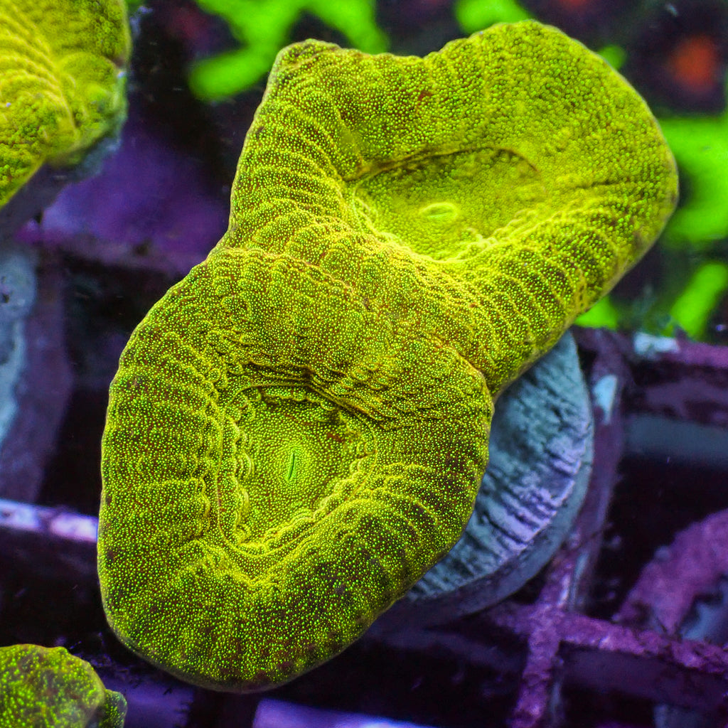 24k Gold Favia (2-3 Polyps) - Corals Anonymous