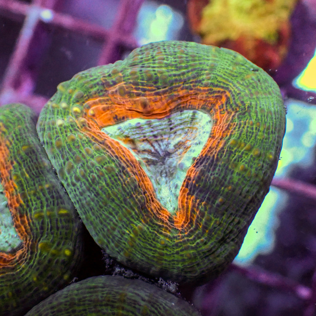 Multicolor Orange Green Lobophyllia - Corals Anonymous