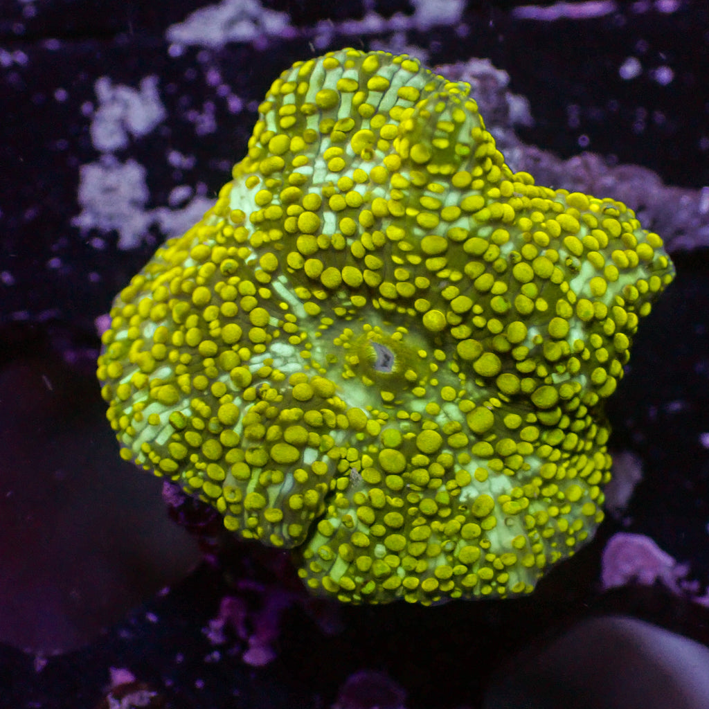 WYSIWYG Yellow Spotted Tigress Discosoma Mushroom - Corals Anonymous