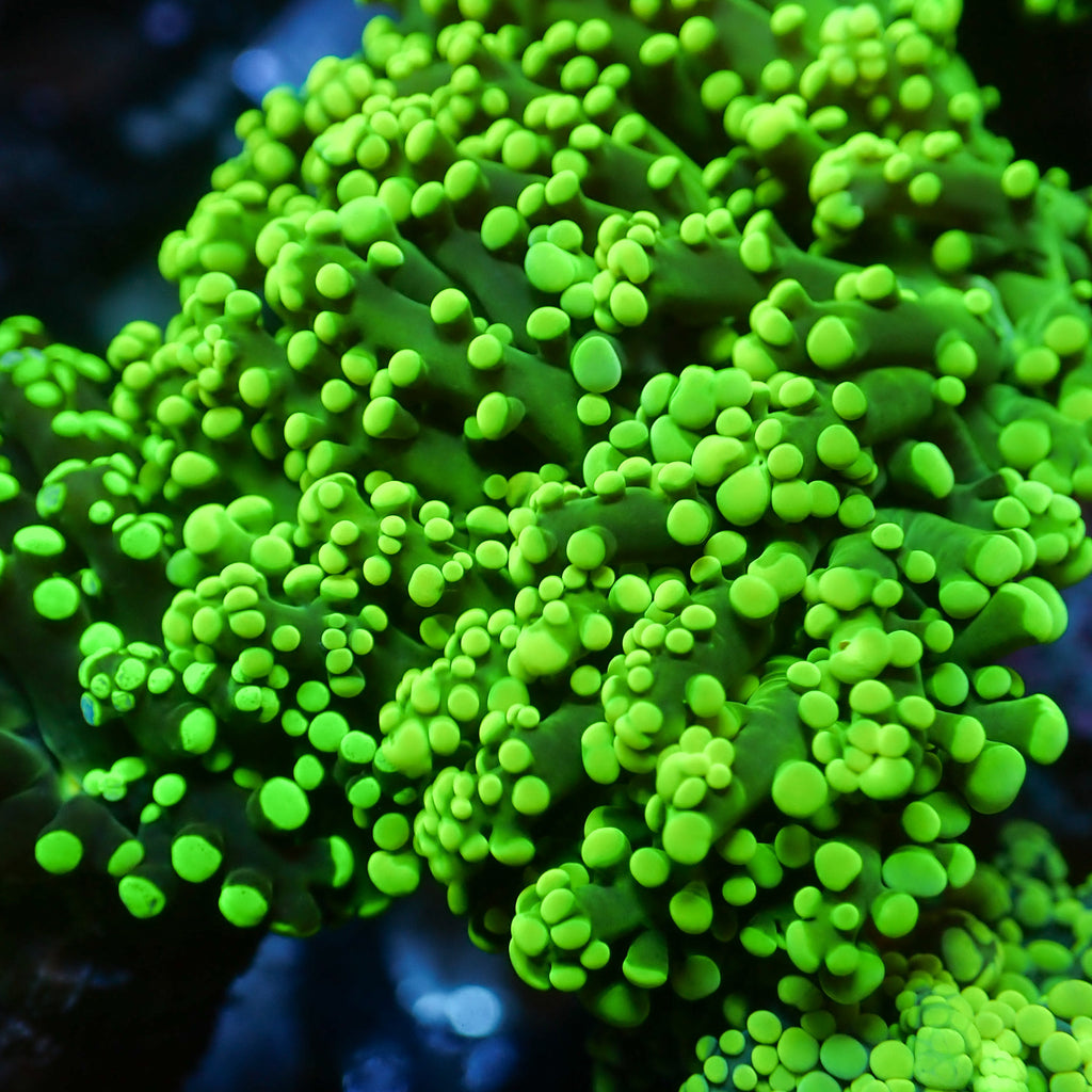Green Octospawn - Corals Anonymous