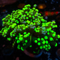 Toxic Splatter Branching Frogspawn - Corals Anonymous