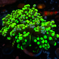 Toxic Splatter Branching Frogspawn - Corals Anonymous
