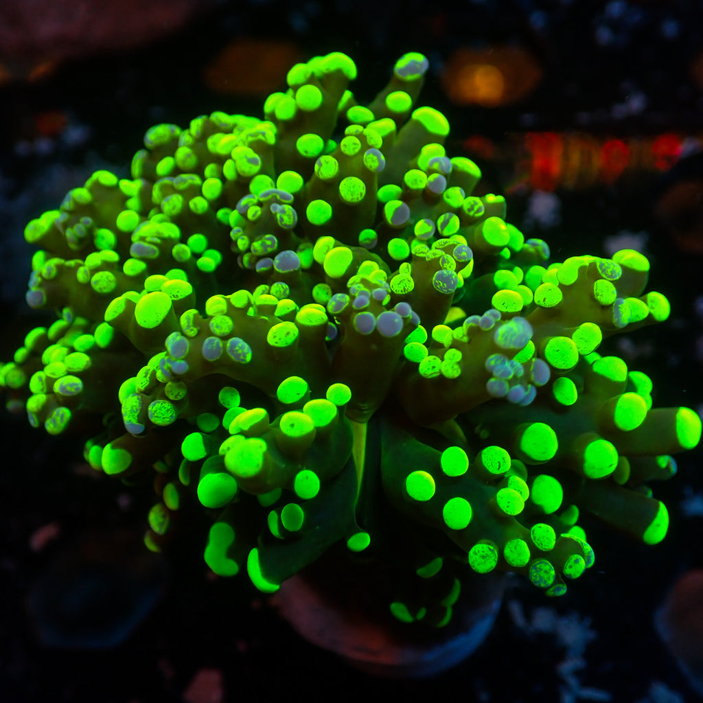 Toxic Splatter Branching Frogspawn - Corals Anonymous